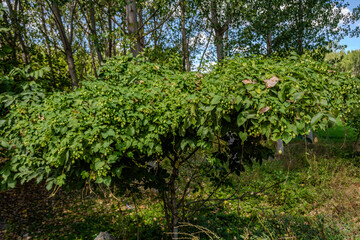 Naklejka premium Green tree foliage in rural Sakarya