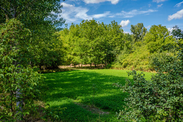 Sunny meadow with trees in Sakarya countryside