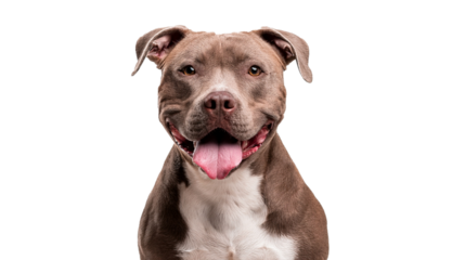 Smiling Pitbull Dog with Brown and White Fur