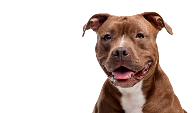 Smiling Pitbull Dog with Brown and White Fur - Powered by Adobe