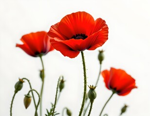 Fototapeta premium A trio of red poppies standing tall against a white background