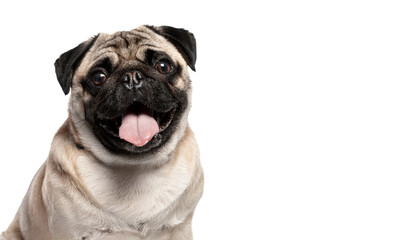 Happy Pug Dog Portrait