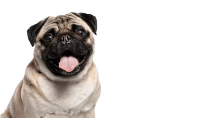 Happy Pug Dog Portrait