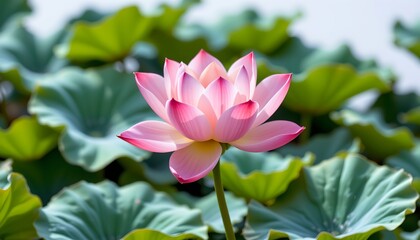 Fototapeta premium A vibrant flower in full bloom amidst lush greenery, with water droplets visible on its petals.