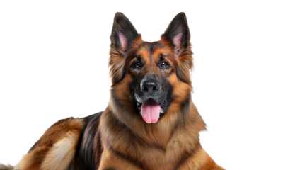 Close-up portrait of a German Shepherd dog with a happy expression.