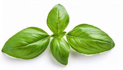 Fototapeta premium Fresh Basil Leaves Isolated On White Background A Popular Aromatic Herb Used In Various Cuisines