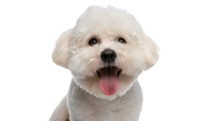 Obraz premium Adorable Bichon Frise Puppy Smiling