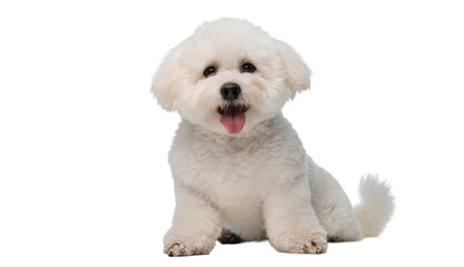 Obraz premium Adorable Bichon Frise Puppy Smiling