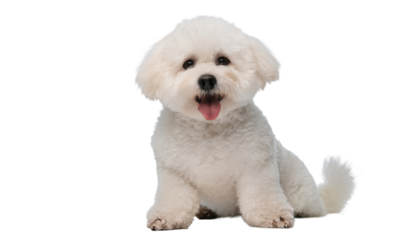 Adorable Bichon Frise Puppy Smiling