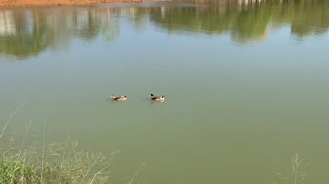 Cisnes na lagoa2