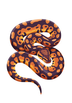 Coiled Ball Python with Orange and Dark Purple Markings.