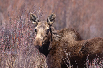 Fototapeta premium A beautiful female (cow) moose in spring.