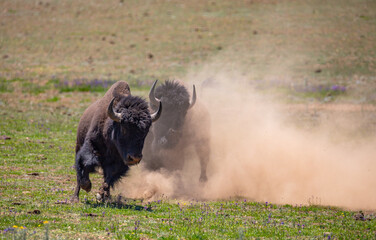 Two  bison bulls (buffalo) fighting and kicking up dust.  © Nick Monitello