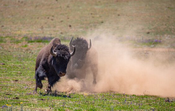 Two  bison bulls (buffalo) fighting and kicking up dust. 