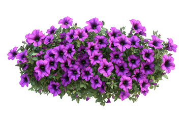 Purple petunia flowers in a garden bed, isolated on transparent background
