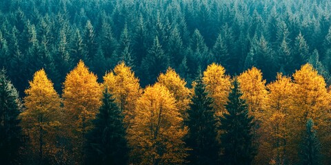 Autumn forest split green barren contrast climate change seasons
