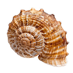Fototapeta premium Close-up of a spiral seashell. Detailed, ornate, light brown and cream colored spiral shell, showcasing intricate patterns and ridges