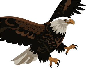 
Bald eagle flying drawing and painting on a white background, majestic bird in flight with spread wings