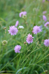Field scabious (Knautia arvensis) on a flower meadow.