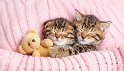 Two kittens sleeping cuddled together