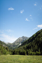Alpine Meadow and Mountain Peak on a Clear Summer Day