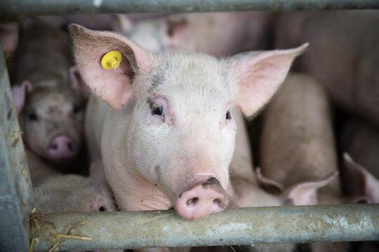 Young pig on the farm