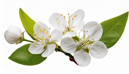 Obraz premium Blooming Branch With White Flowers And Green Leaves Floral Element Isolated On Transparent Background