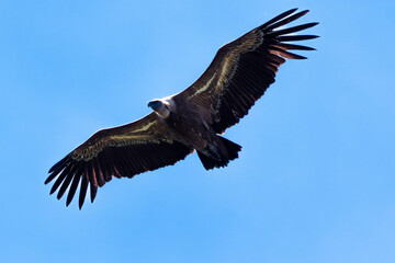 Obraz premium Vautour fauve, Gyps fulvus, Griffon Vulture, Parc naturel régional des grands causses 48, Lozere, France
