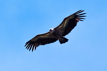 Vautour fauve,Gyps fulvus, Griffon Vulture, Parc naturel régional des grands causses 48, Lozere, France
