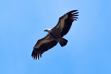 Vautour fauve,
Gyps fulvus, Griffon Vulture, Parc naturel régional des grands causses 48, Lozere, France