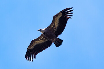 Vautour fauve,
Gyps fulvus, Griffon Vulture, Parc naturel régional des grands causses 48, Lozere, France