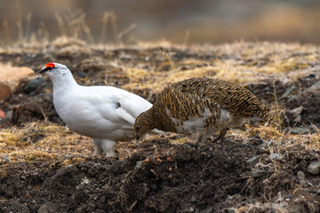 Lagopède alpin, male et femelle, Lagopus muta, Rock Ptarmigan