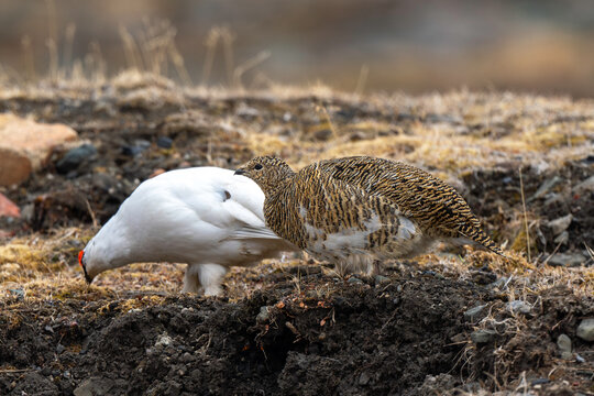 Lagop&egrave;de alpin, male et femelle, Lagopus muta, Rock Ptarmigan