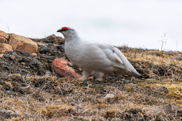Lagopède alpin, male et femelle, Lagopus muta, Rock Ptarmigan