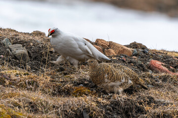 Lagopède alpin, male et femelle, Lagopus muta, Rock Ptarmigan