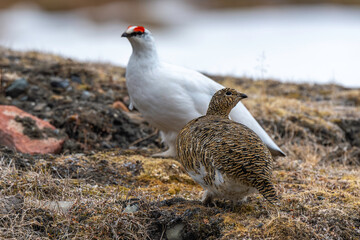 Lagopède alpin, male et femelle, Lagopus muta, Rock Ptarmigan