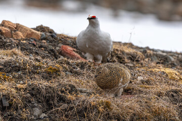Lagopède alpin, male et femelle, Lagopus muta, Rock Ptarmigan