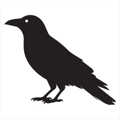 Obraz premium Black Silhouette of a Raven on White Background crow