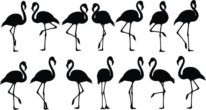 Black silhouette illustration of twelve flamingos in different poses, standing and walking, tropical bird collection concept, vector art, flat design, minimal style