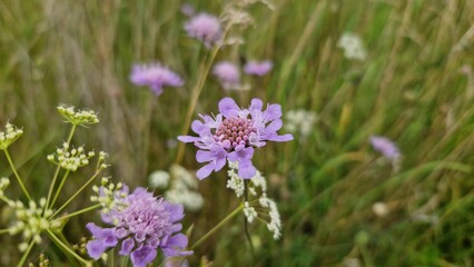 pink Scabiosa and white wildflower with grasses at a natural meadow