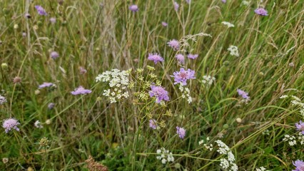 pink Scabiosa and white wildflower with grasses at a natural meadow wild nature