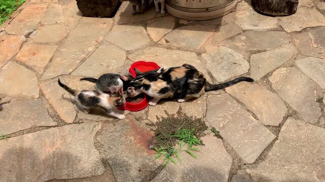 Gatos e ra&ccedil;&atilde;o