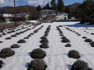 Lavender Plants in Snowy Landscape Under Clear Blue Sky