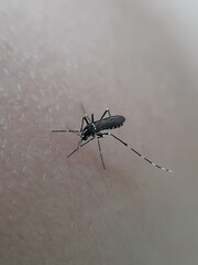 Disease vectors