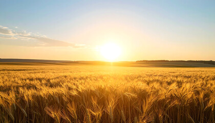 Obraz premium Golden Hour Glow A Tranquil Sunset Over a Wheat Field in the Countryside