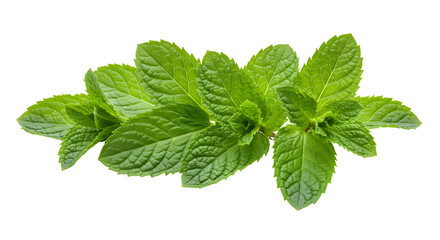 Fresh Mint Leaves on White Background