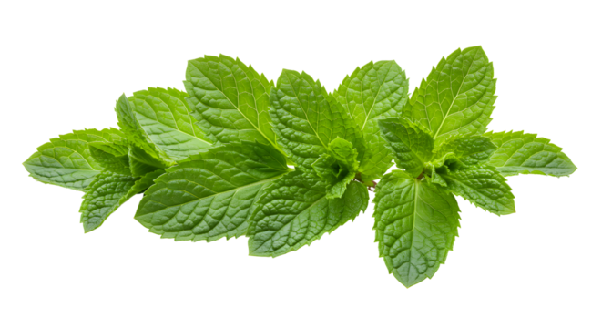 Fresh Mint Leaves on White Background