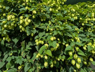 Hop for beer green leaves background