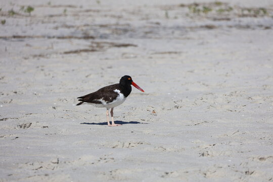 An American Oyster Catcher walking along the white sands of Cape May New Jersey. 