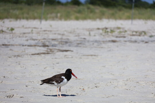 An American Oyster Catcher walking along the white sands of Cape May New Jersey. 